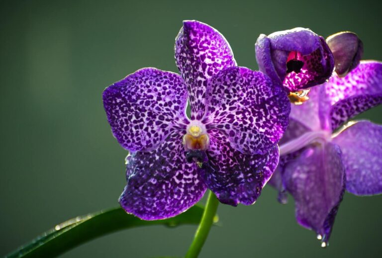 Tipos de orquídeas do mato: conheça as 9 principais espécies